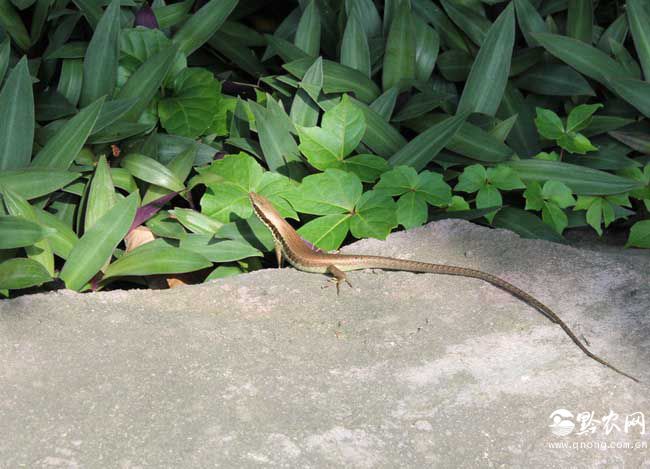 Are geckos poisonous?