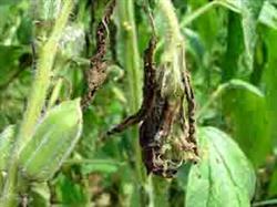 How to control white sesame bacterial wilt?