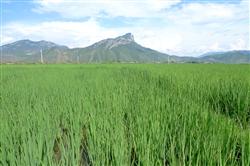 How to dry the rice field?