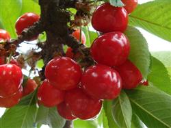 How to prune big cherries in summer?