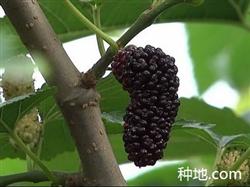 What should be paid attention to in fruit mulberry planting?