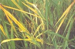 How to identify rice yellow leaf disease