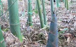 How to manage planting sweet bamboo shoots?