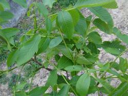 What problems should be paid attention to in the cultivation of walnut trees?