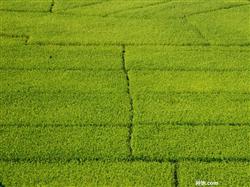 How to dry the rice field?