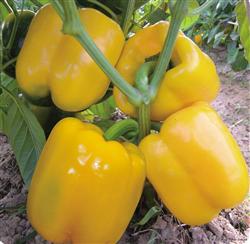 How to plant colored sweet peppers in spring?