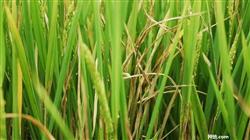 Why do rice leaves turn yellow?