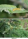 What diseases and insect pests need to be controlled in planting loquat?