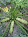 What should we pay attention to when growing zucchini?