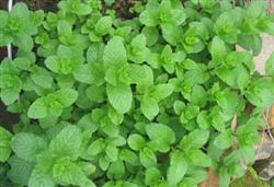 Efficient planting technique of peppermint