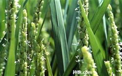 How to apply flower-promoting fertilizer to rice?