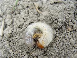 Control methods of ginseng grub