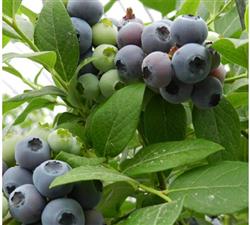 What is the difference between the fertilization methods of growing blueberries and ordinary fruit trees?