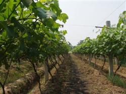 How to manage trellis grapes in summer?