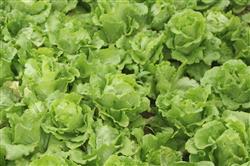 How to manage growing lettuce in summer?