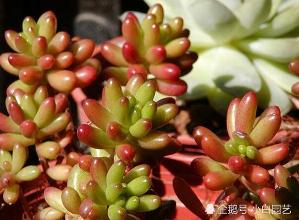 You still don't know how to raise rainbow jade? Bring you the latest breeding methods that look like rainbow and jade.