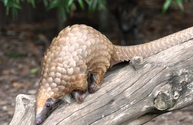 A collection of pangolin species pictures