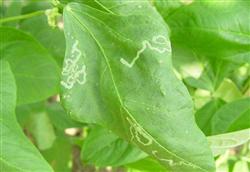 How to control Liriomyza huidobrensis by planting beans?