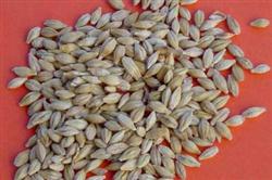 How to improve the Purity of Wheat seed