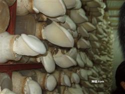 How to match the culture material of Pleurotus ostreatus?