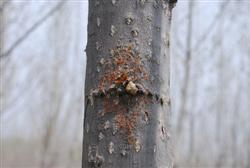 The rot disease of poplar and its control