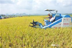 What should be paid attention to when soaking rice seeds with medicament?