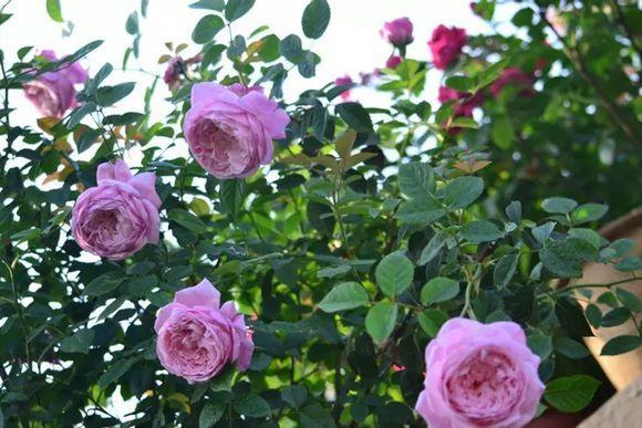 Rose has the right taste. Its flowering period is longer than you think.