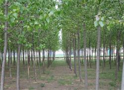 Key points of cultivation techniques for fast-growing and high-yield poplar forest