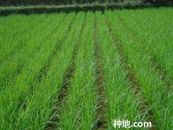 What are the benefits of applying silicon fertilizer to rice?