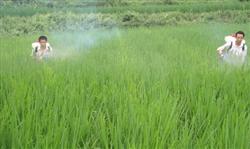 When is it good to apply leaf fertilizer to rice?