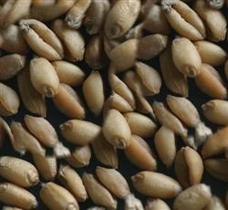 Teach you how to make wheat seeds safe over the summer.