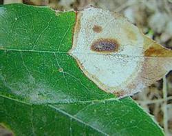 How to control the brown spot of sweet-scented osmanthus