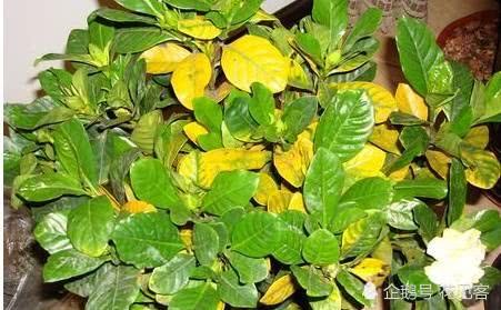 The three diseases with high frequency of Gardenia jasminoides are only prevented and treated in advance.