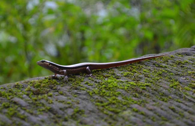 A collection of pictures of gecko species