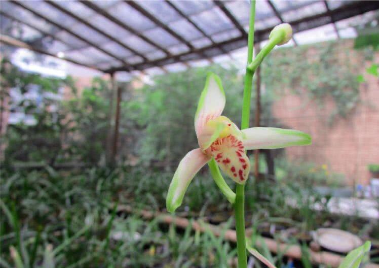 The variety of flowers in Jianlan is different every year.