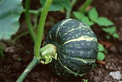 How do powdery pumpkins grow in the mountains in summer?