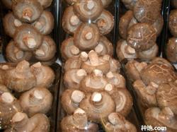 What should I pay attention to when picking shiitake mushrooms?