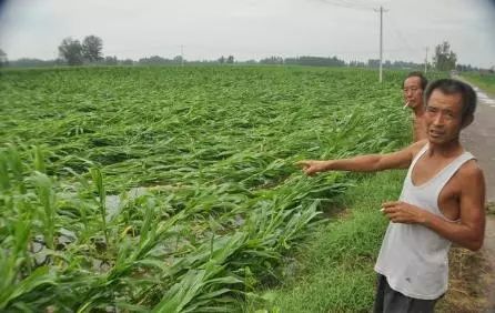 The corn has fallen down. Can you help it up? The old farmer said it depends on the situation.