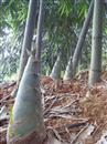 Where are bamboo shoots suitable for planting and how to sow them?