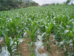 How to fertilize corn in summer?