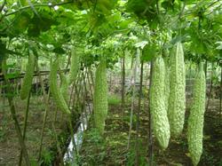 How to manage the cultivation of balsam pear in the middle and later stage