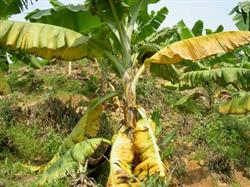 What are the diseases and control methods of bananas?