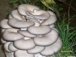 Common problems and Solutions of Pleurotus ostreatus in the stage of growing bacteria