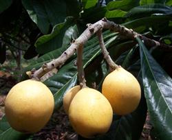 How to apply fertilizer to plant loquat?