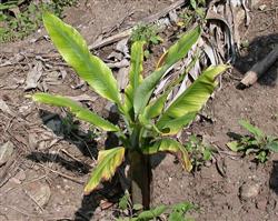 How to prevent and cure bunchy top disease by planting banana?