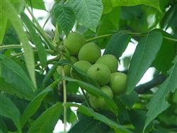 How to manage walnut trees in summer?