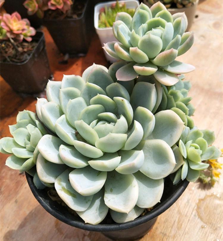 Raising succulent plants in summer is a practical exercise of black rot.