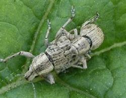 Control methods of Ginseng Grey Weevil