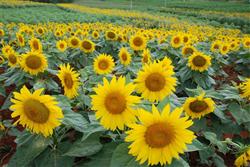 How to fertilize sunflowers?