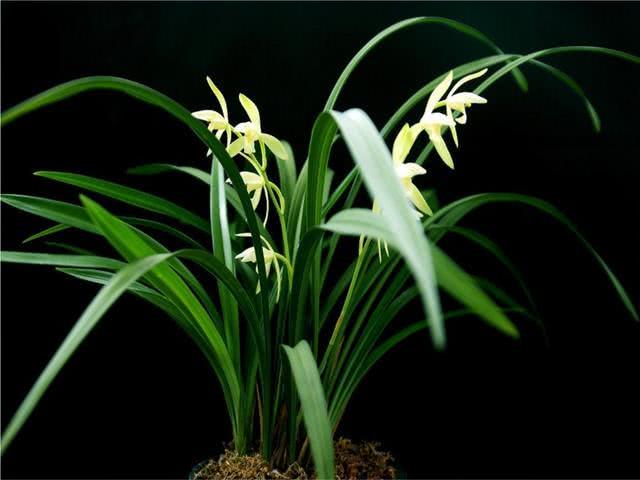 Causes and control methods of yellowing and blackening of orchid leaves